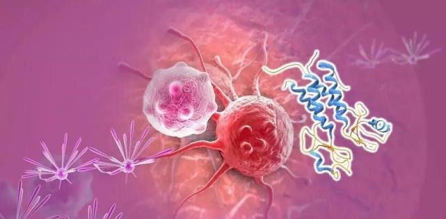 【盘点】高选择性mTOR抑制剂的研究进程_K8官网生物医药