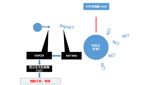 除了单纯的捕获，NET DNA与CCDC-25的结合还增强了癌细胞的侵袭行为，促进了癌症的肝转移。