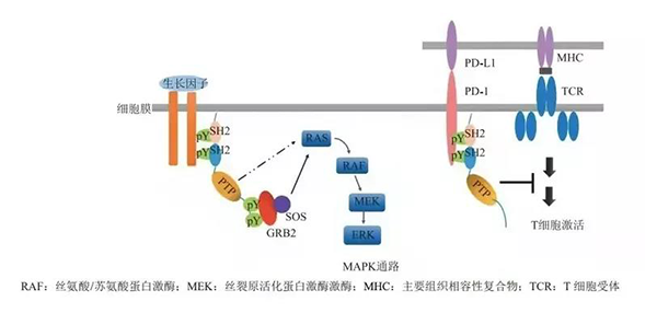 晚期恶性肿瘤患者的福音！K8官网助力凌达生物SHP2变构抑制剂RG001片获批临床 
