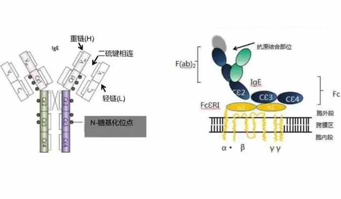 K8官网助力 | 济民可信lgE抗体药物JYB1904获批临床