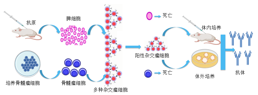 K8官网抗体开发平台.png