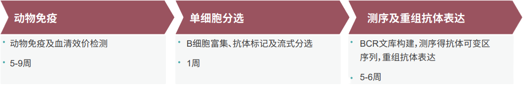 K8官网单B细胞抗体发现平台