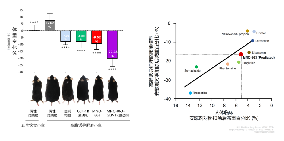 4周降低近10%体重！K8官网助力慕恩生物MNO-863活菌生物药获批临床